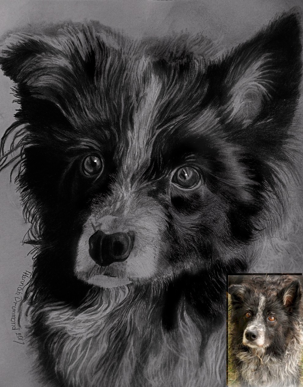 Dog Portrait 7